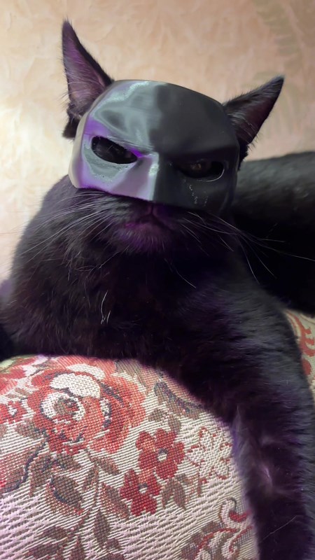 Batman kedi 