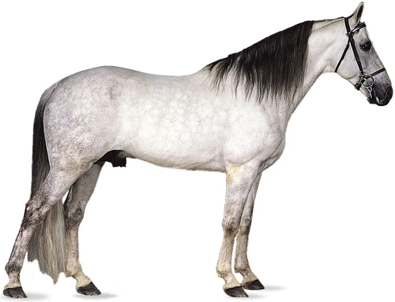Tennessee Walking Horse