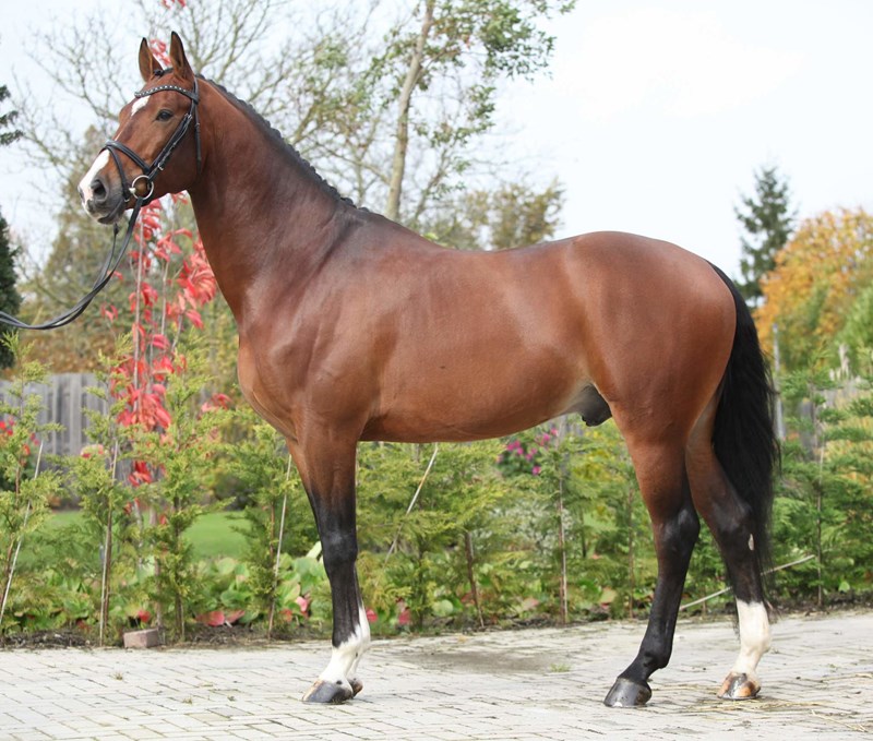 Dutch Warmblood