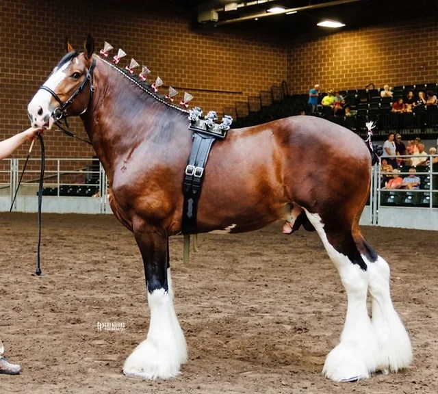 Clydesdale