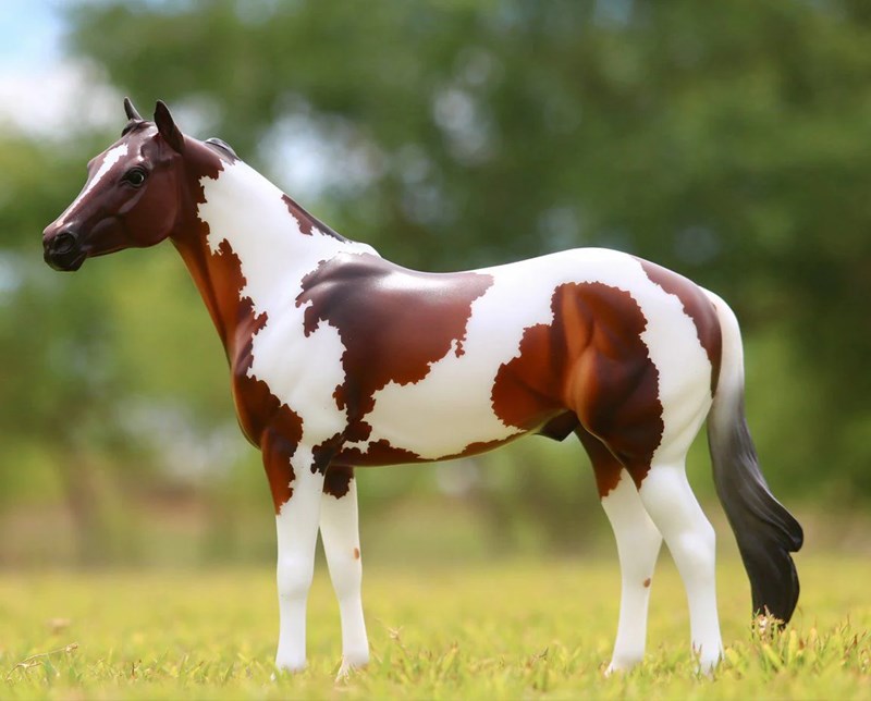 American Paint Horse