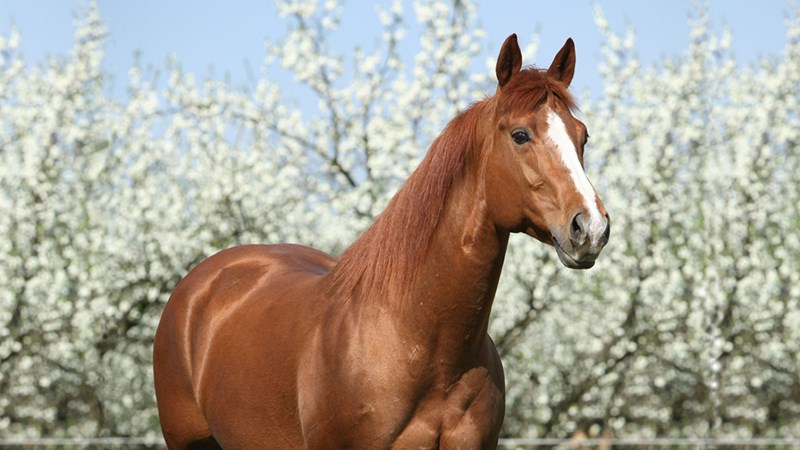 American Quarter Horse