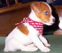 Puppy Gifts