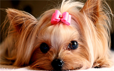 CUDDLE PUP