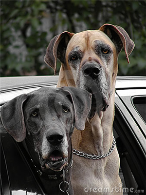 FRIENDS PUPS