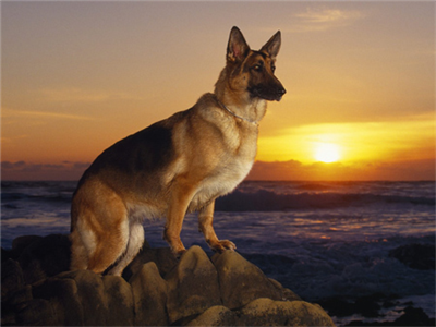 WATCHPUP