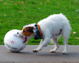 PLAY PUP