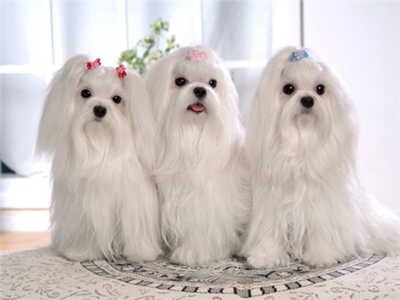 GIRLS NIGHT OUT PUPS