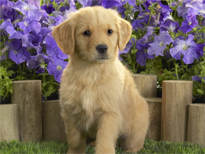 GARDENING PUP