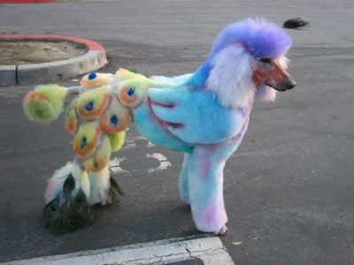 TRENDY PUP