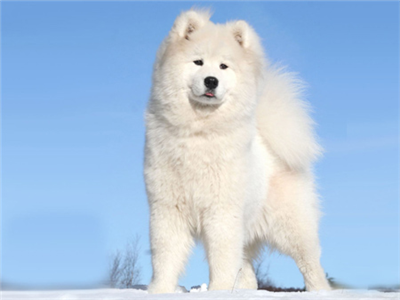 BRISK PUP