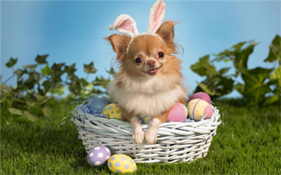 EASTER PUP