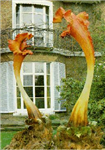 Terrific Triffids
