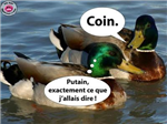 Canard