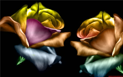 Colorful Silk Inspired Roses