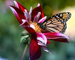 Single Flower & Butterfly