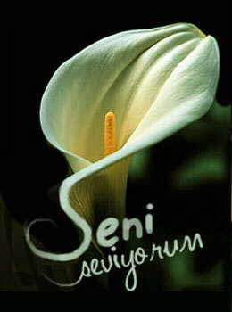 hediye
