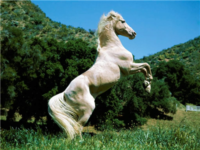 Cavallo