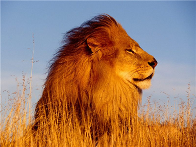 Leone