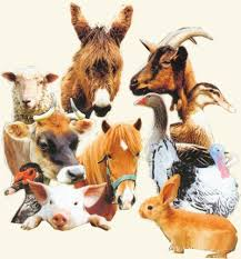Si Tu Étais Un Animal, Tu Serais