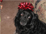 Gift  Sender!