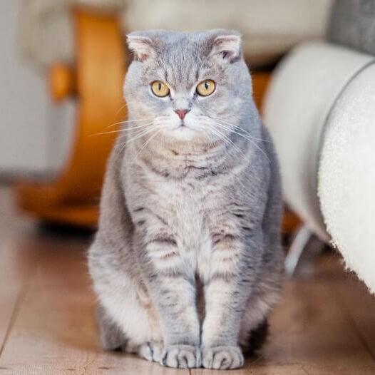 Scottish Fold