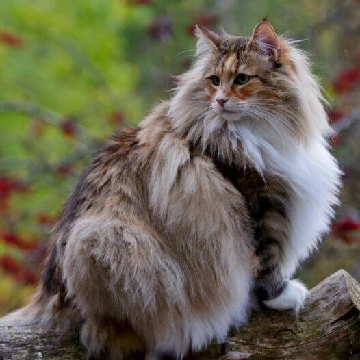 Norwegian Forest Cat