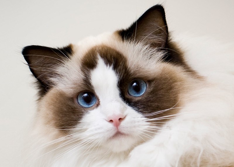 Ragdoll 