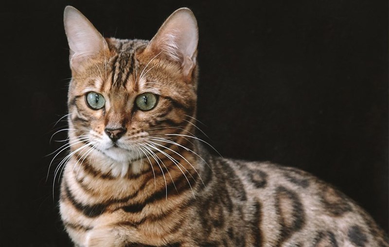 Bengal