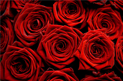 roses