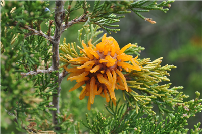 flower FSM