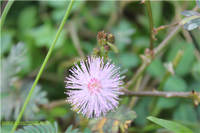 flora