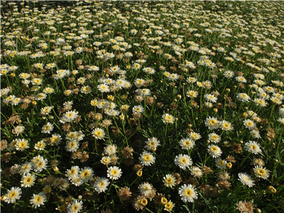 flora