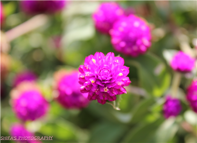 flora