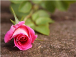 Valentine's Day Special
