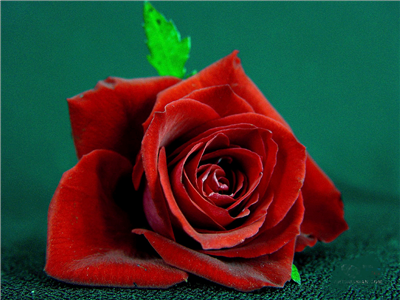 Happy Valentine's Day