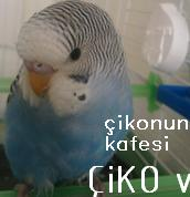 Çiko Vs Teco
