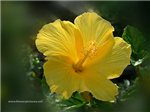 My Flowers