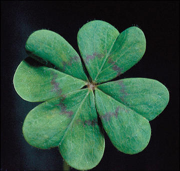 How Lucky Are You?