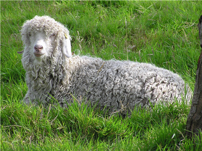 Send a Angora Goat