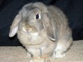 Send a Rabbit
