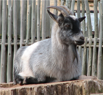 Send a Nigerian Dwarf Goat