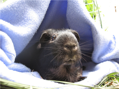 Send a Guinea Pig