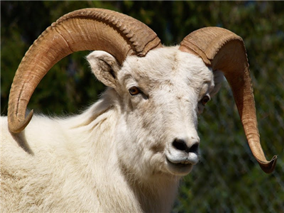 Send a Dall Sheep