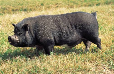 Send a Potbellied Pig