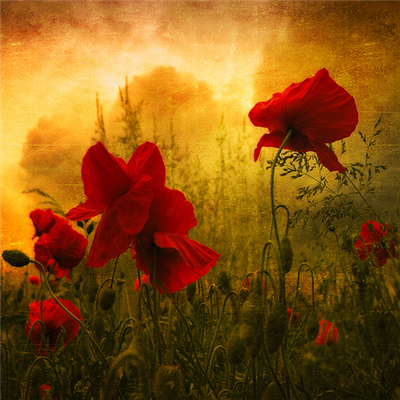 RED LOVE