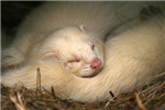 Cuddly And Furry