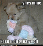 Free Puppies!