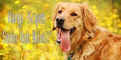 Hangi Köpeksin