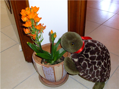 Spring Lalla
